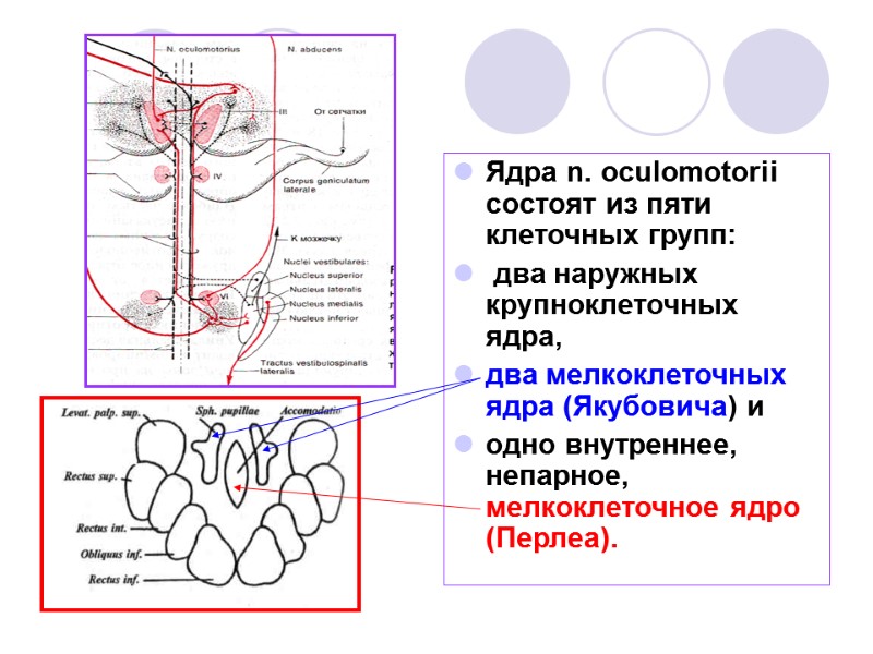 Ядра n. oculomotorii состоят из пяти клеточных групп:  два наружных крупноклеточных ядра, 